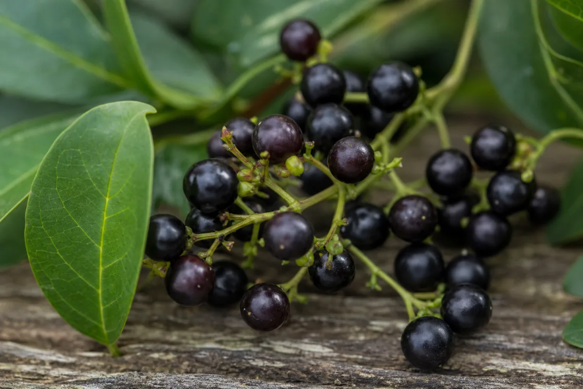Close-up of ligustrum (glossy privet)