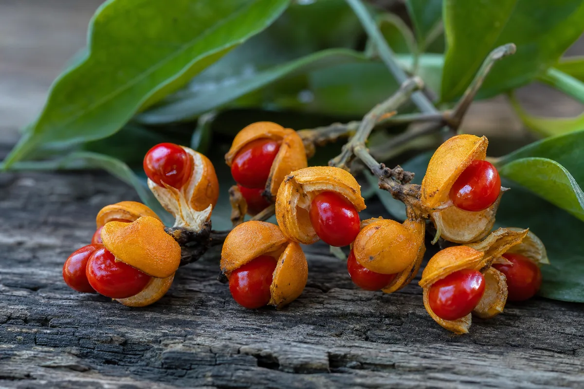 Close-up of malkangani (intellect tree)