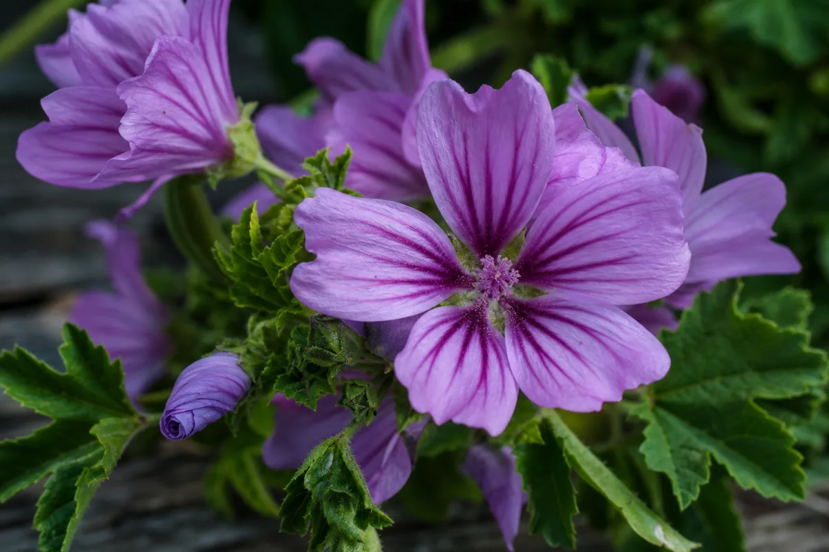 Close-up of mallow (common mallow)
