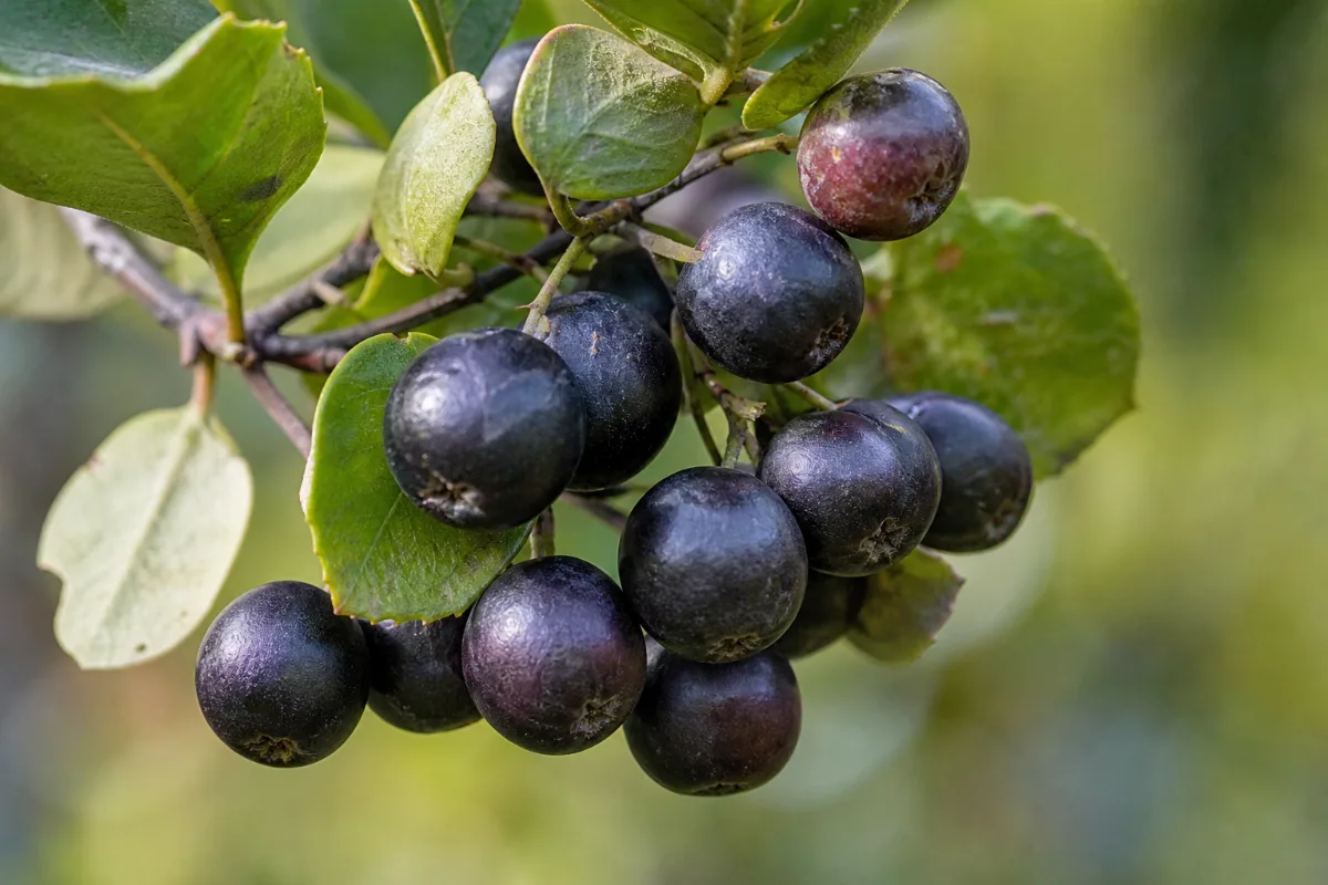 Close-up of maqui berry