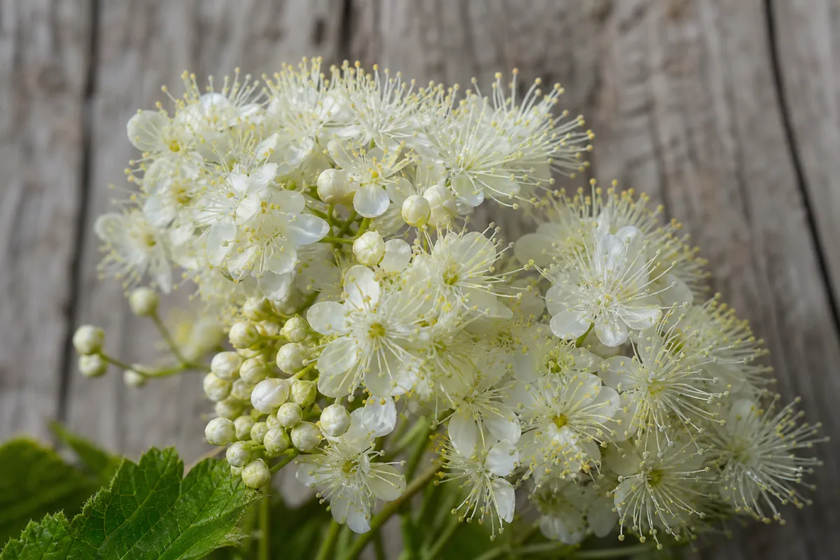 Close-up of meadowsweet