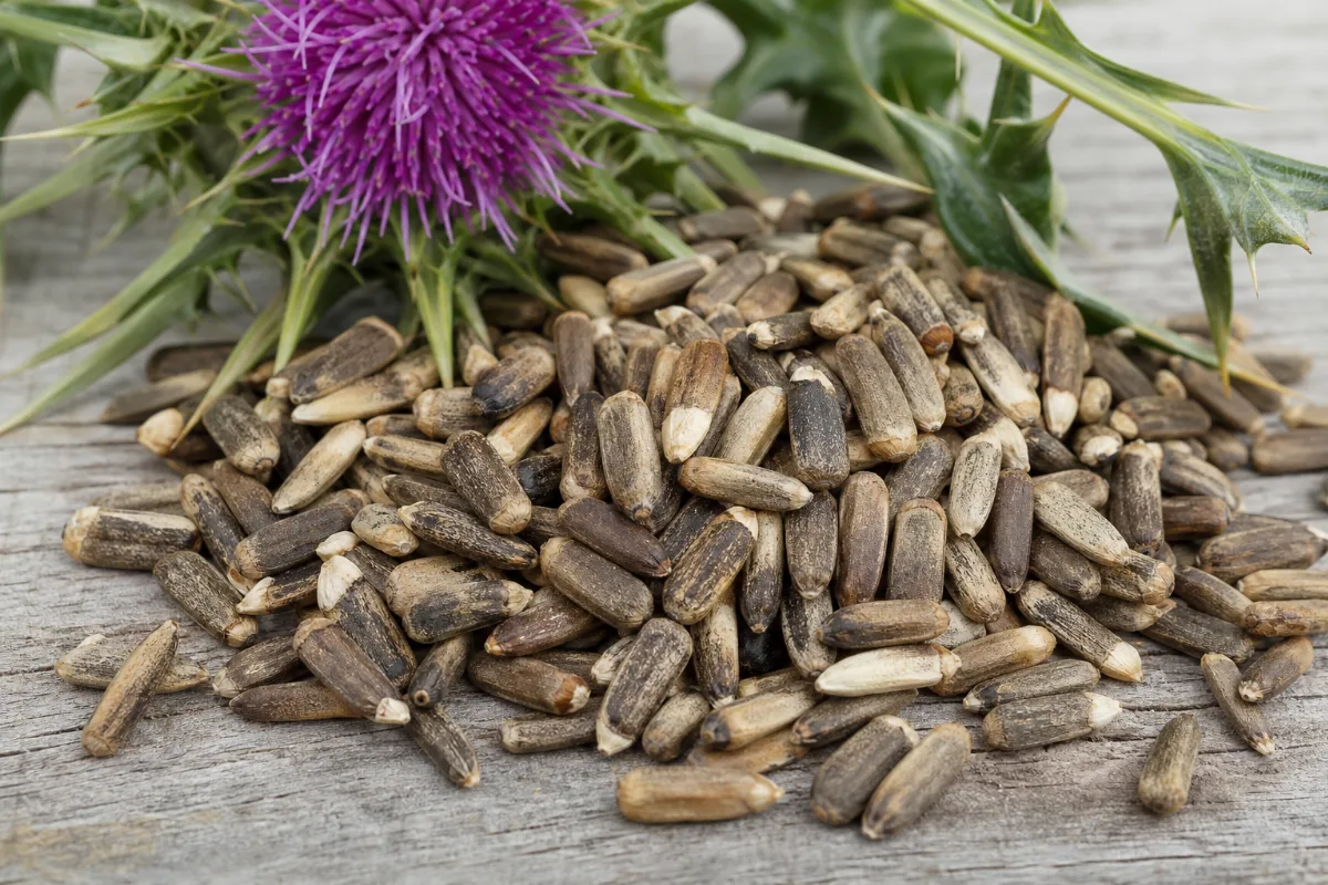 Close-up of milk thistle