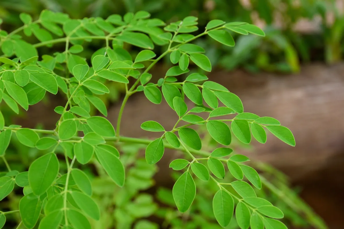 Close-up of moringa