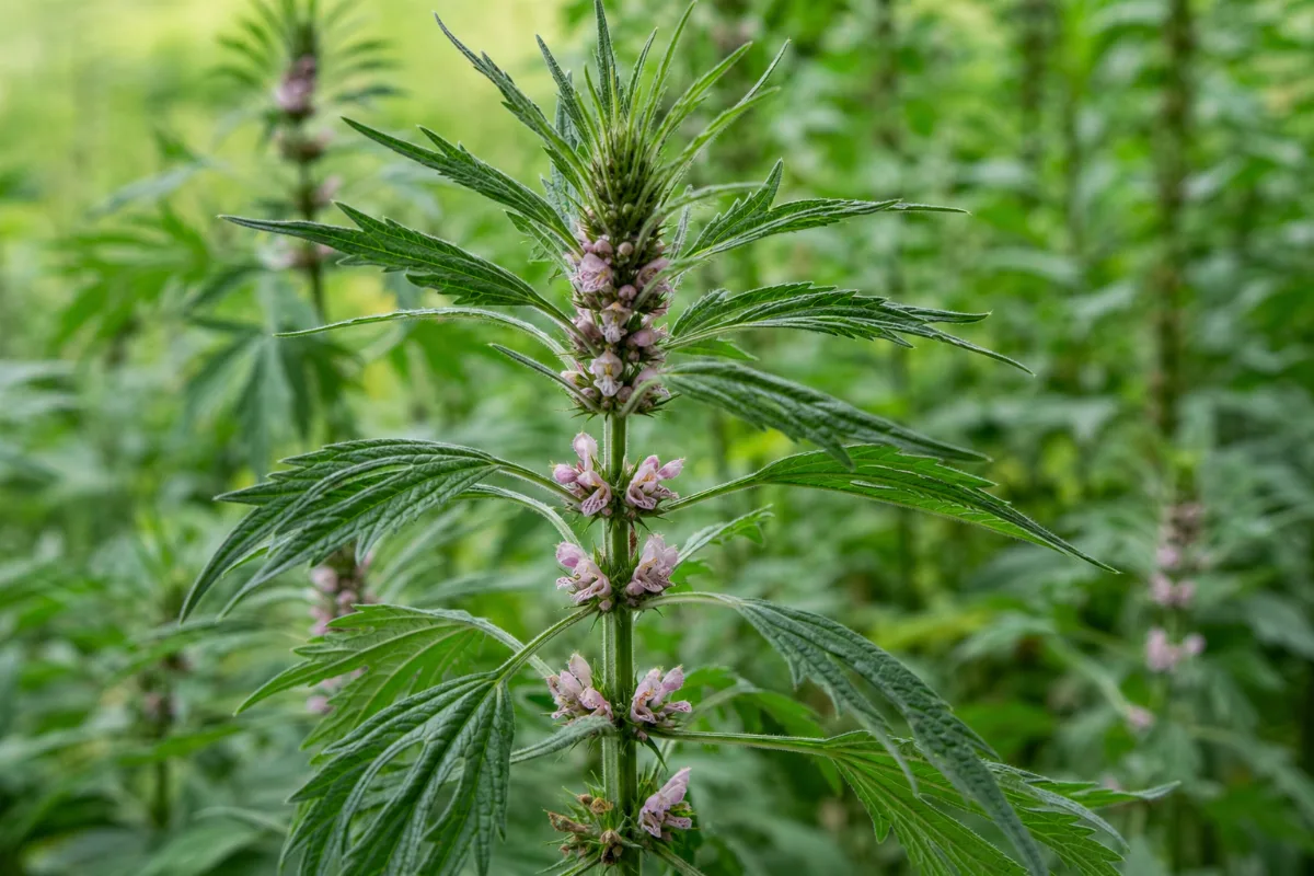 Close-up of motherwort (leonurus cardiaca): uses, evidence and safety