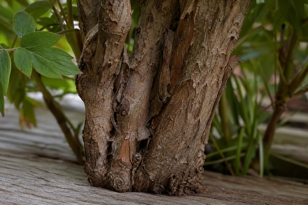 Close-up of moutan (tree peony root bark, mu dan pi)