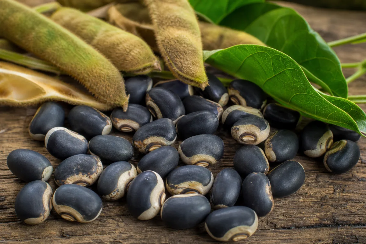 Close-up of mucuna pruriens (velvet bean)