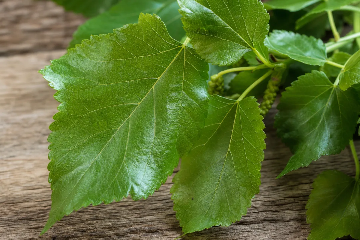 Close-up of mulberry leaf
