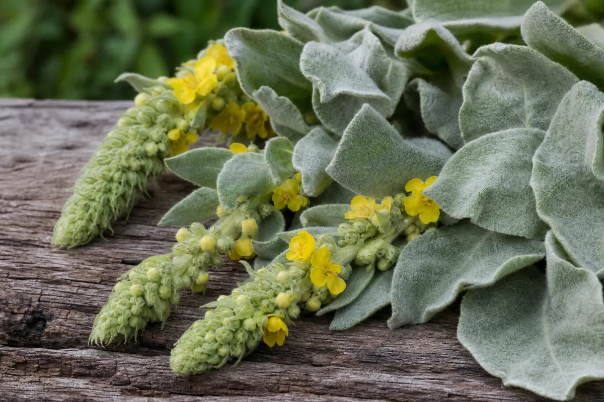 Close-up of mullein