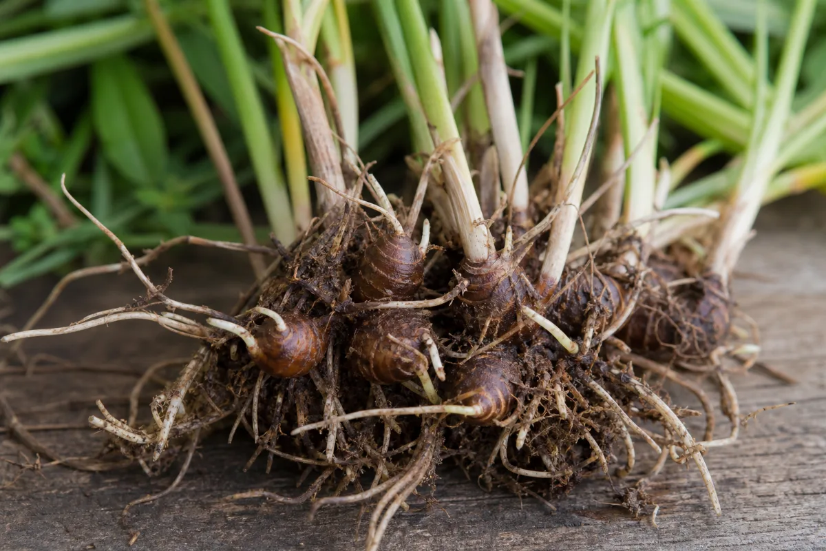 Close-up of nut grass (mustaka, xiang fu)