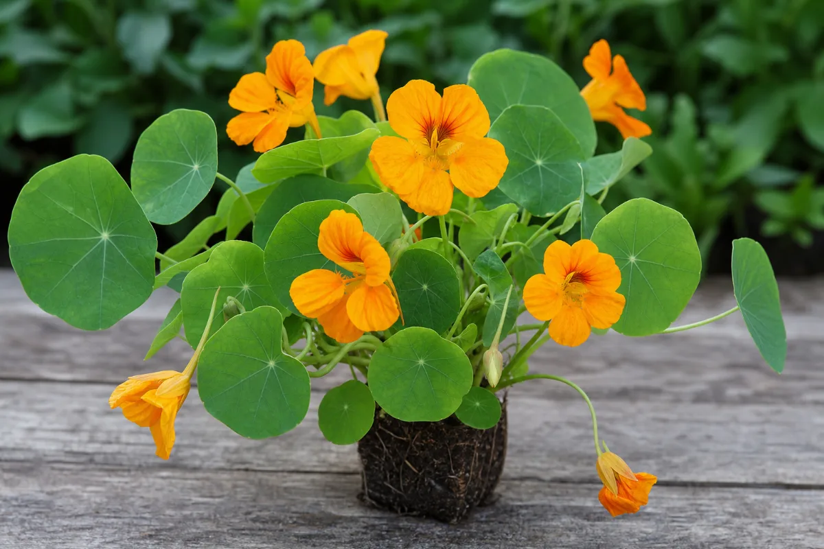 Close-up of nasturtium (garden)