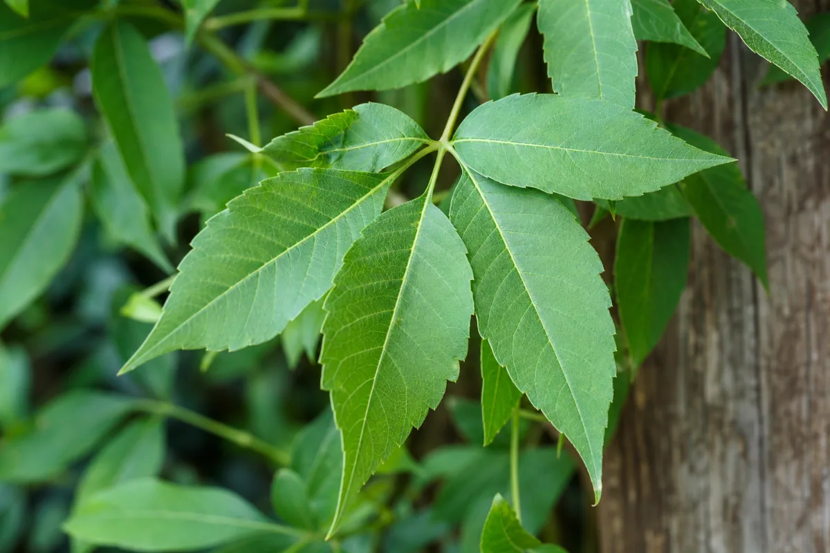Close-up of nirgundi (chinese chaste tree)