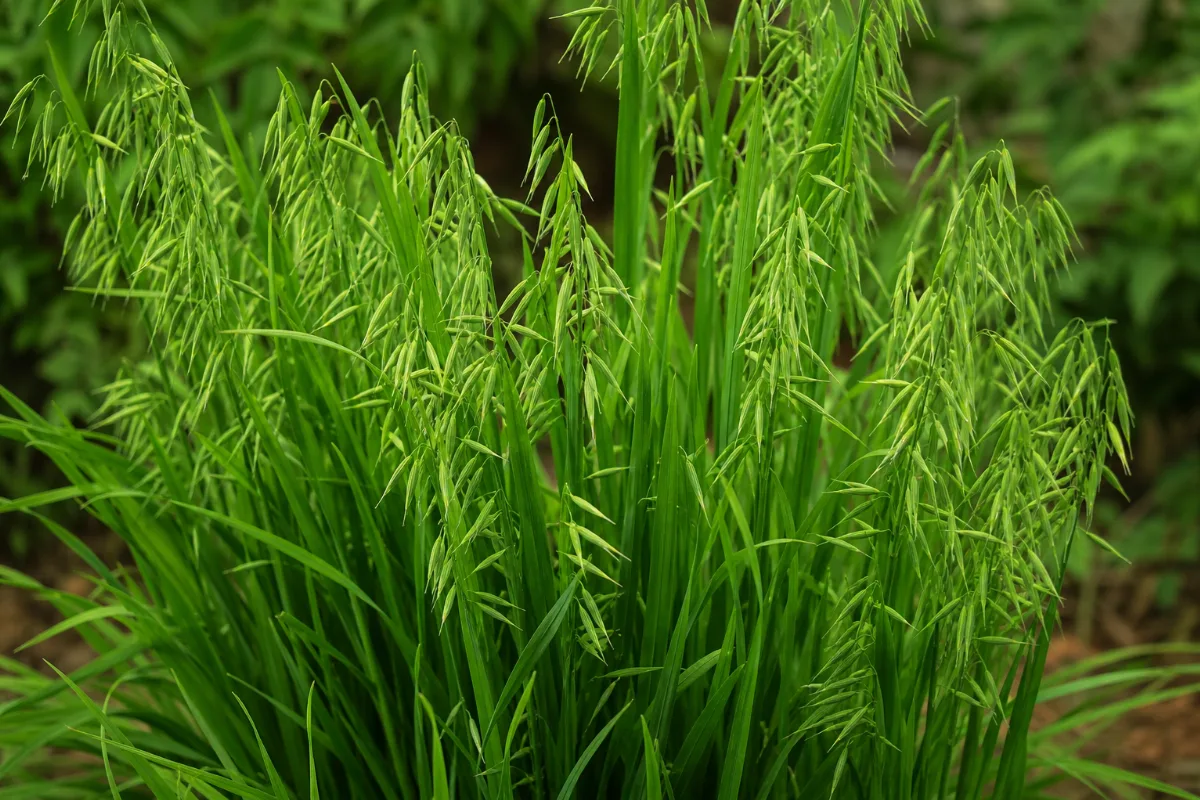Close-up of oat straw (milky oats)