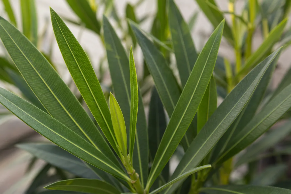 Close-up of oleander