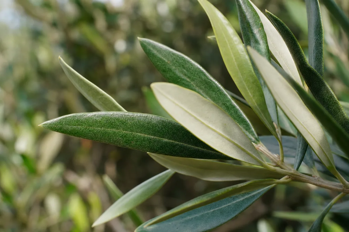 Close-up of olive leaf