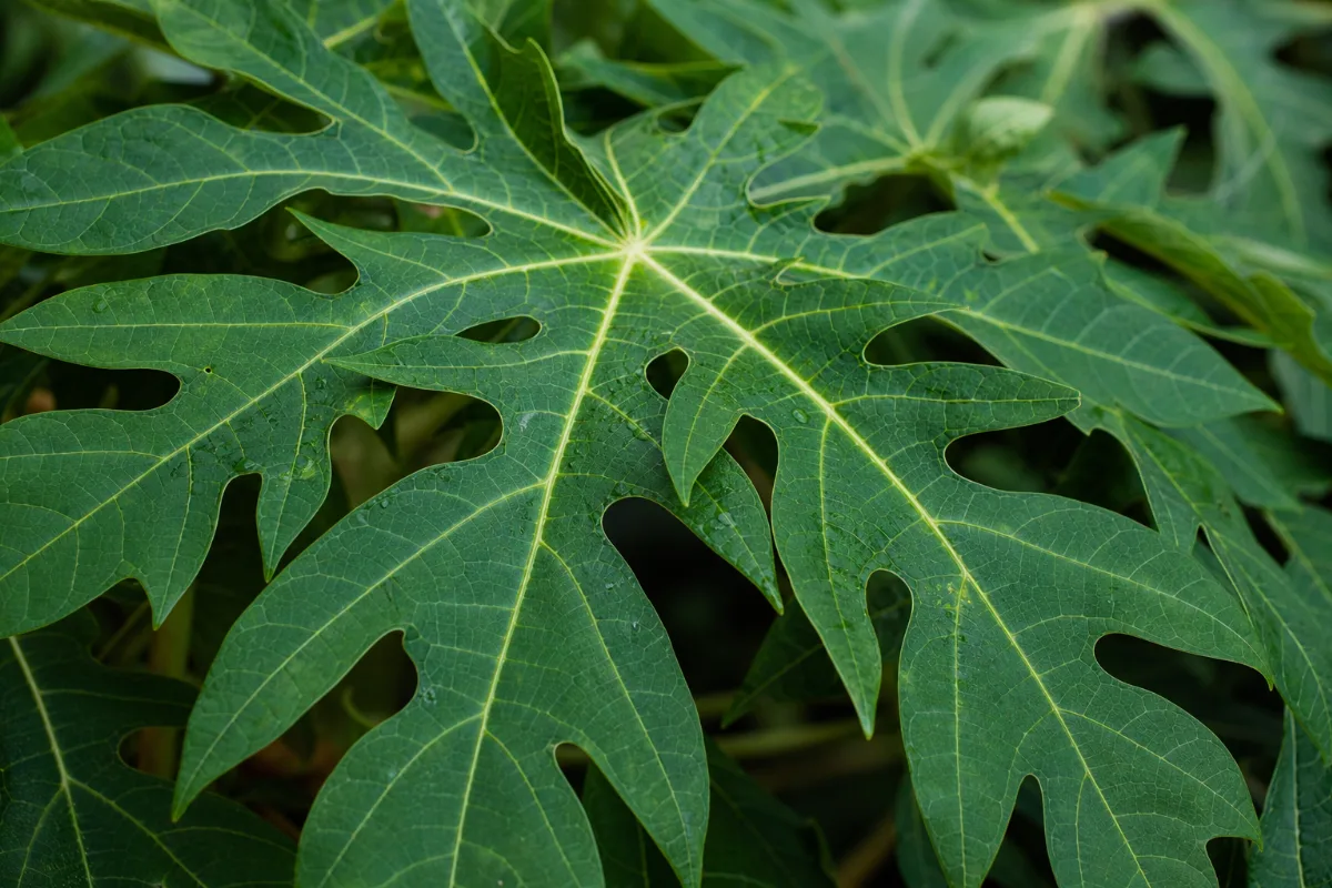 Close-up of papaya leaf