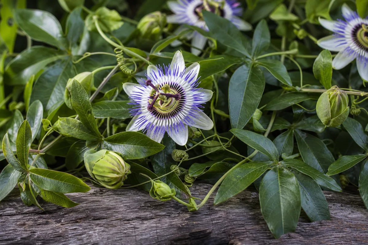 Close-up of passionflower