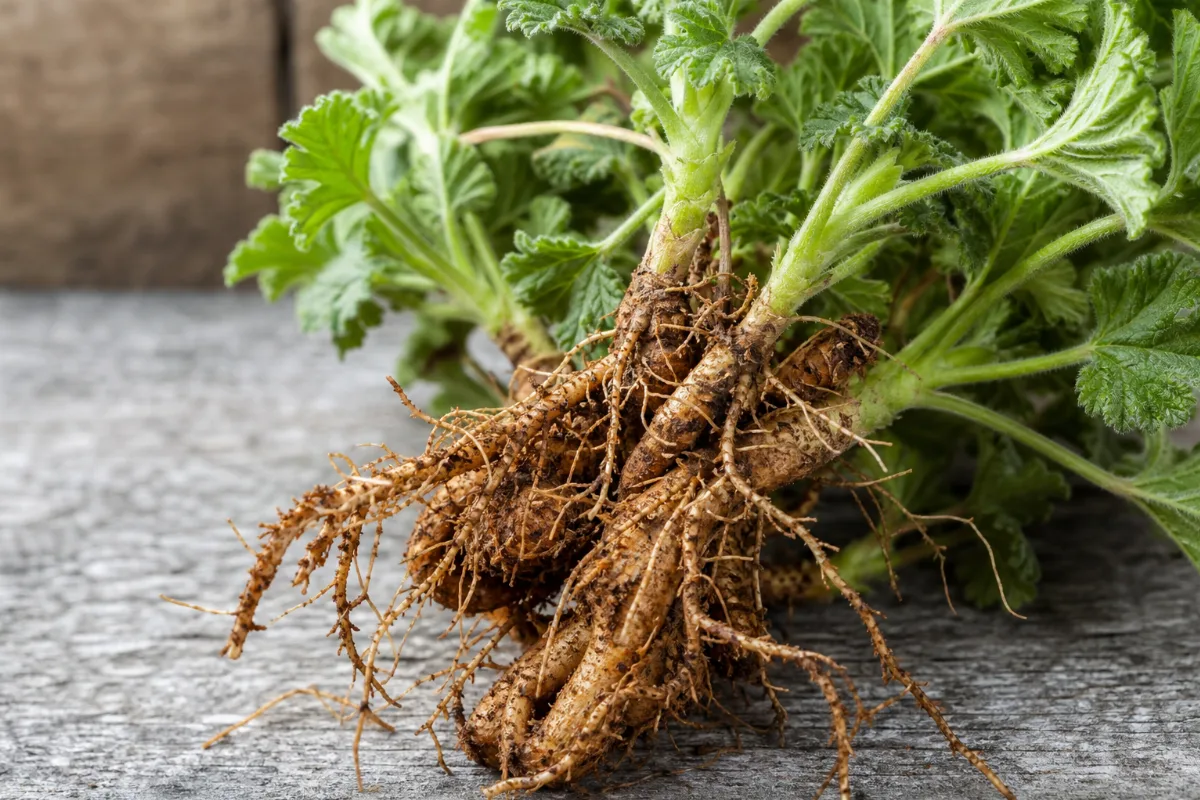 Close-up of pelargonium (umckaloabo) (pelargonium sidoides): uses, evidence and safety