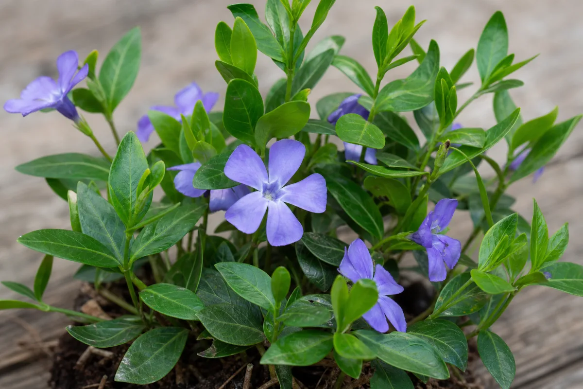Close-up of periwinkle