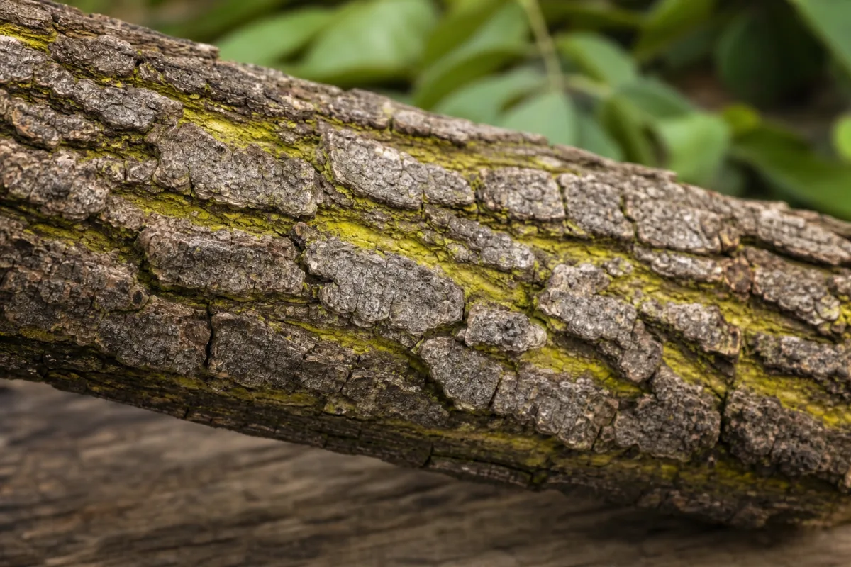 Close-up of phellodendron