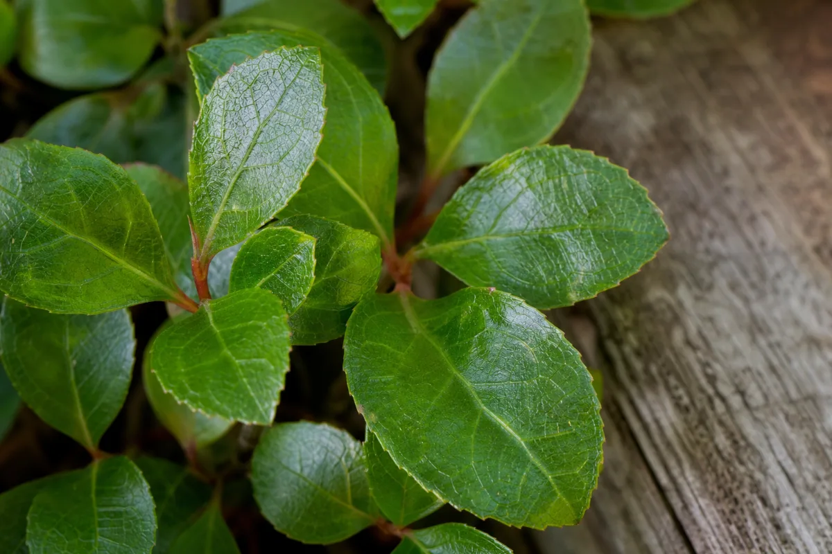 Close-up of pipsissewa