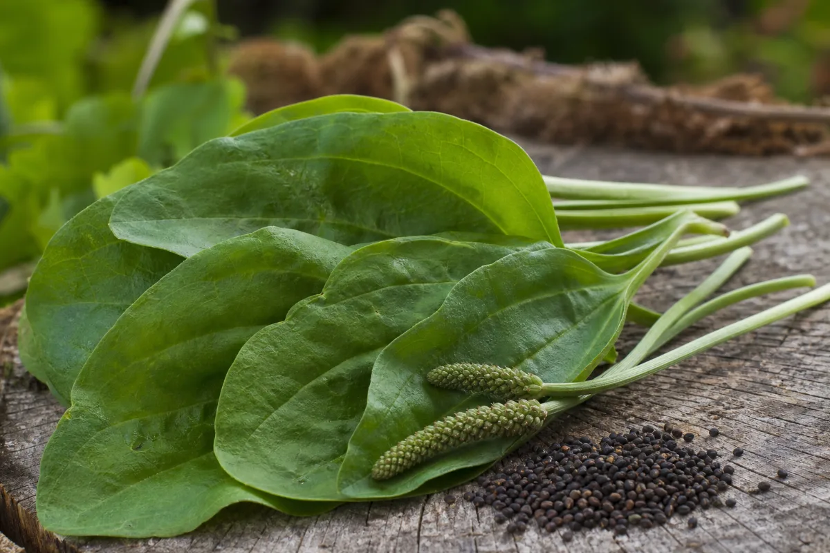 Close-up of plantain leaf (herb) (plantago major): uses, evidence and safety