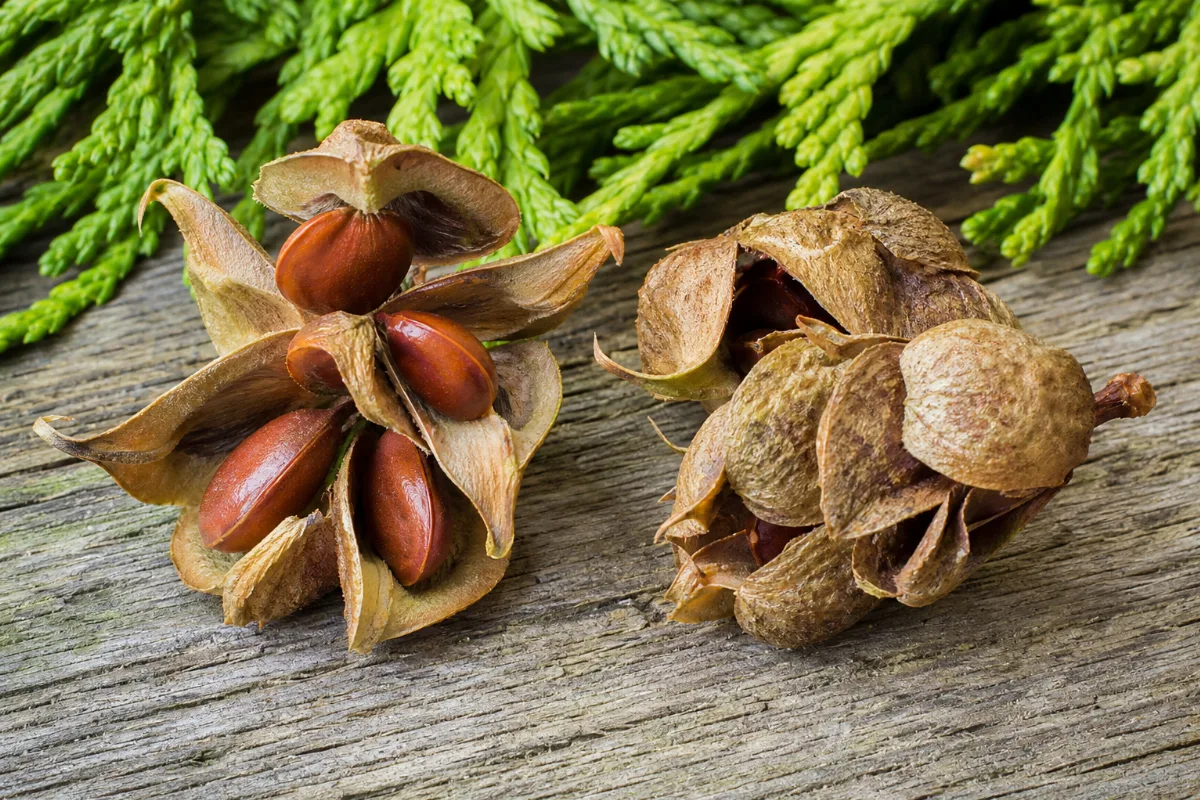 Close-up of chinese arborvitae seed (bai zi ren)