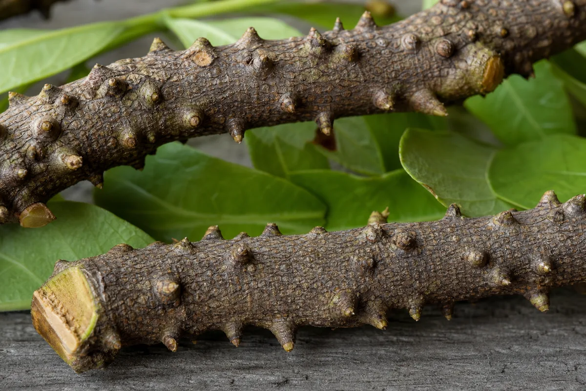 Close-up of prickly ash (northern)