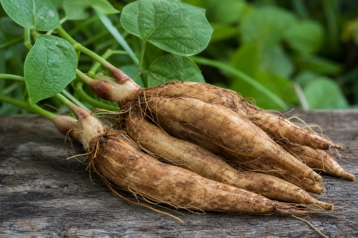 Close-up of pueraria mirifica (kwao krua)