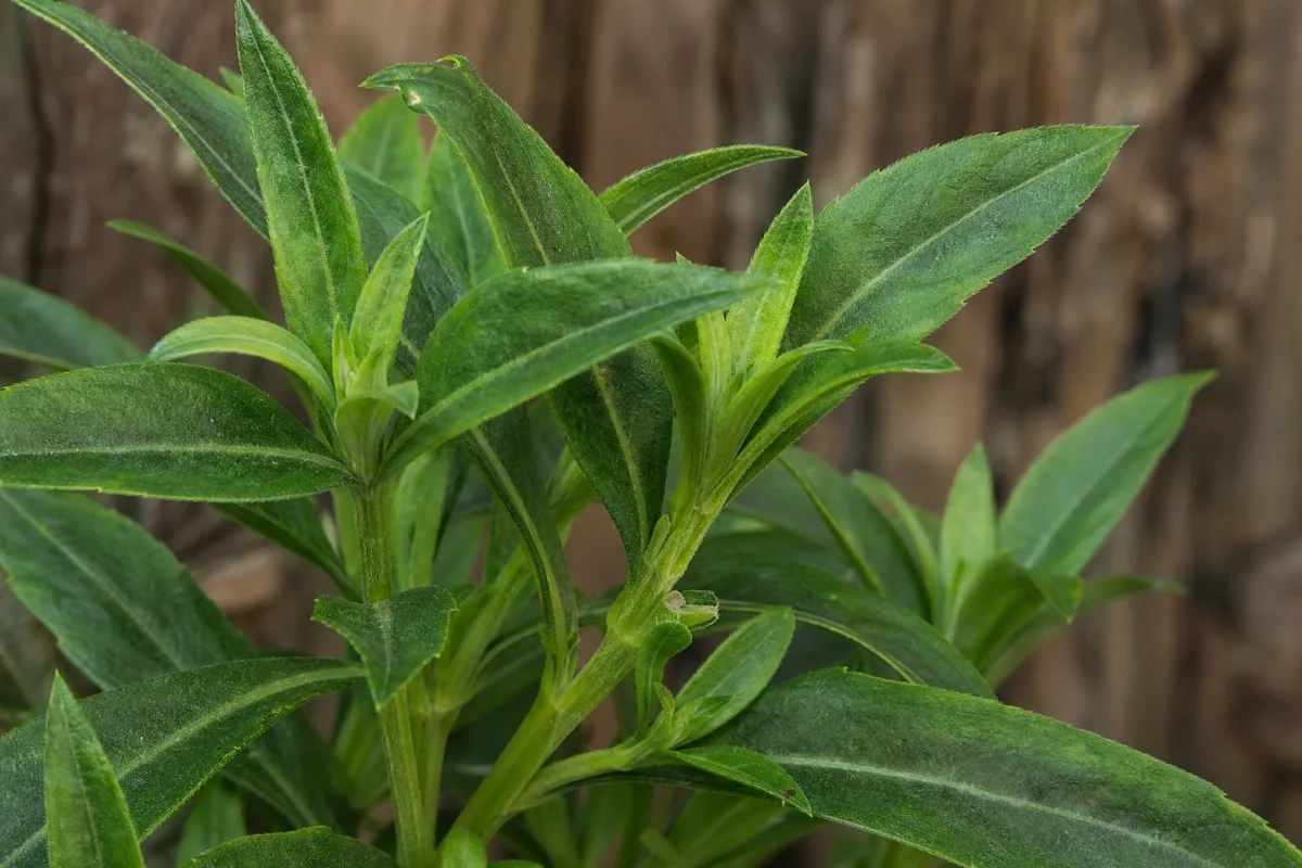 Close-up of rasna