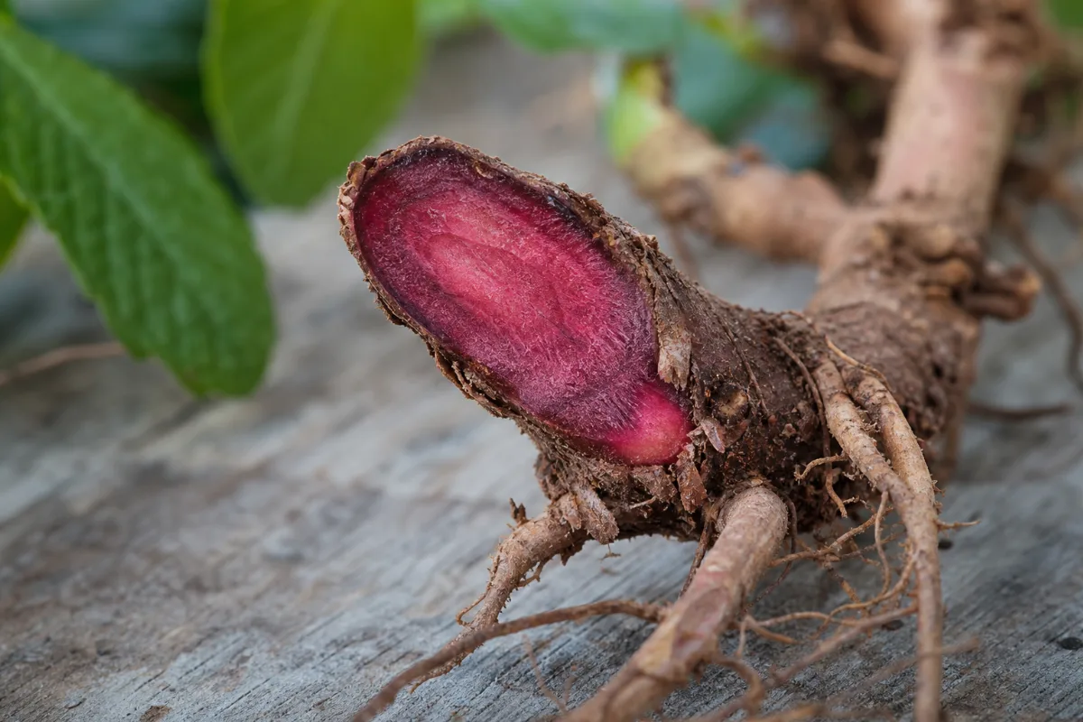 Close-up of red root