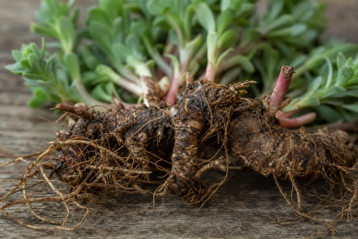 Close-up of rhodiola