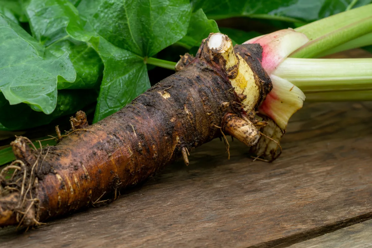 Close-up of rhubarb root