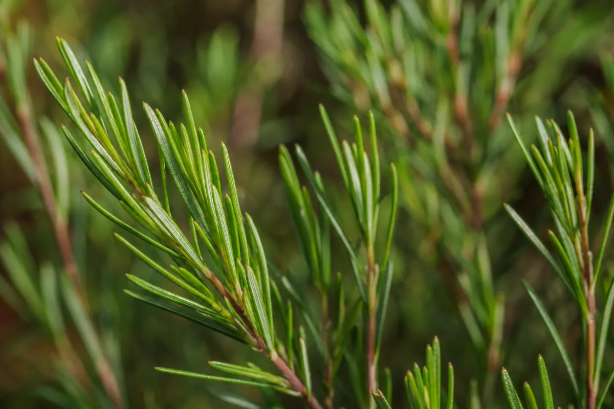 Close-up of rooibos