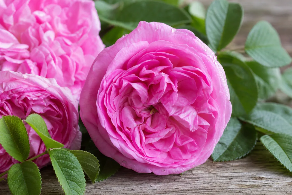 Close-up of rose petals