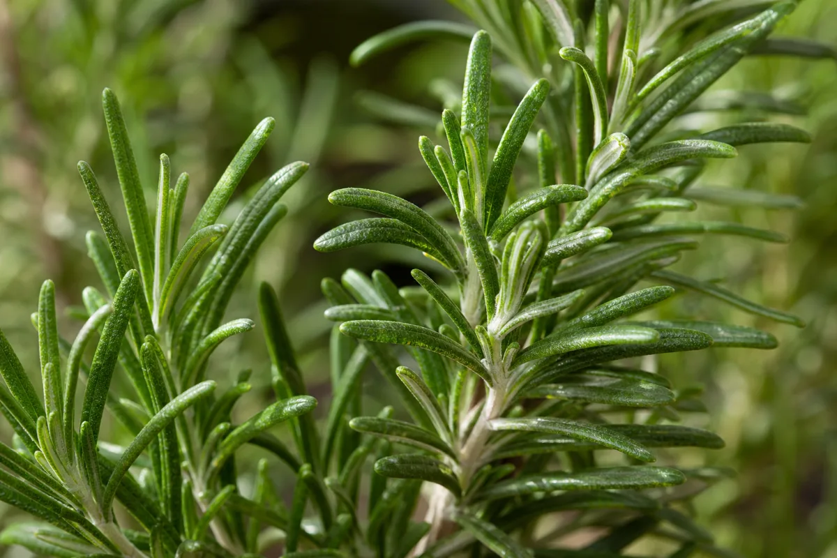 Close-up of rosemary