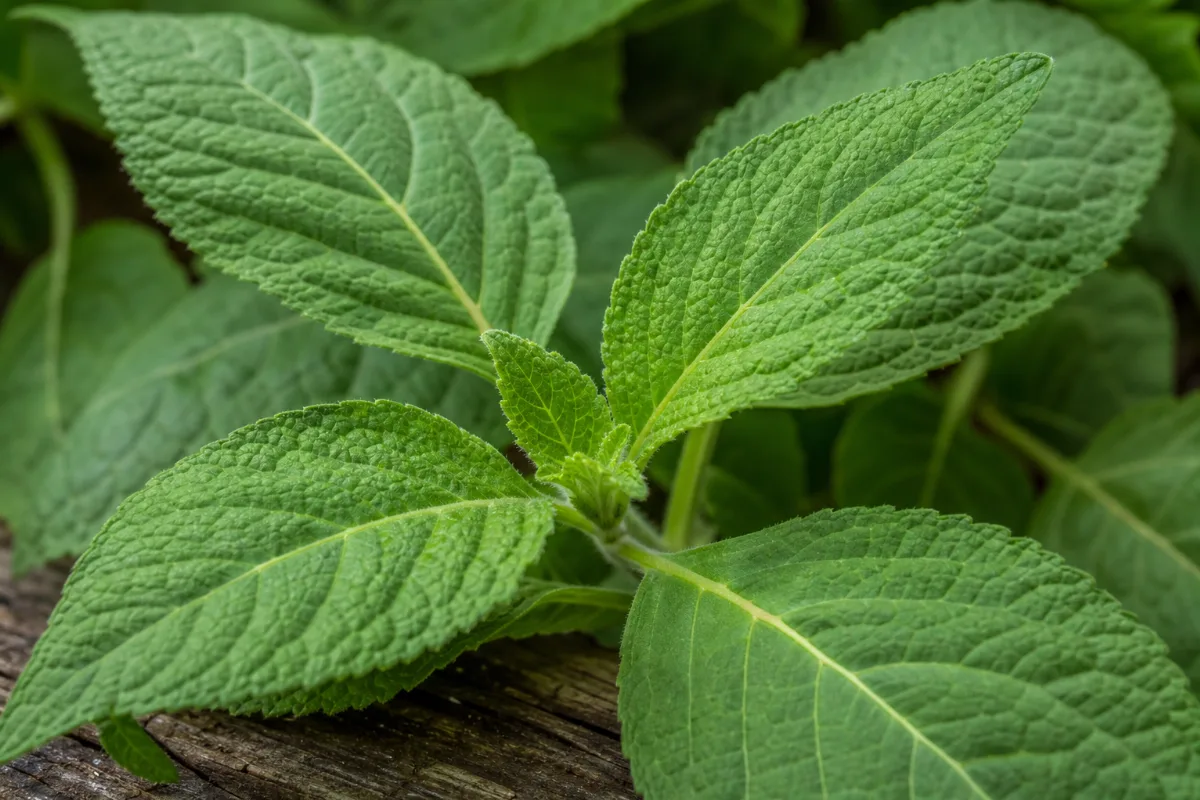 Salvia divinorum plant