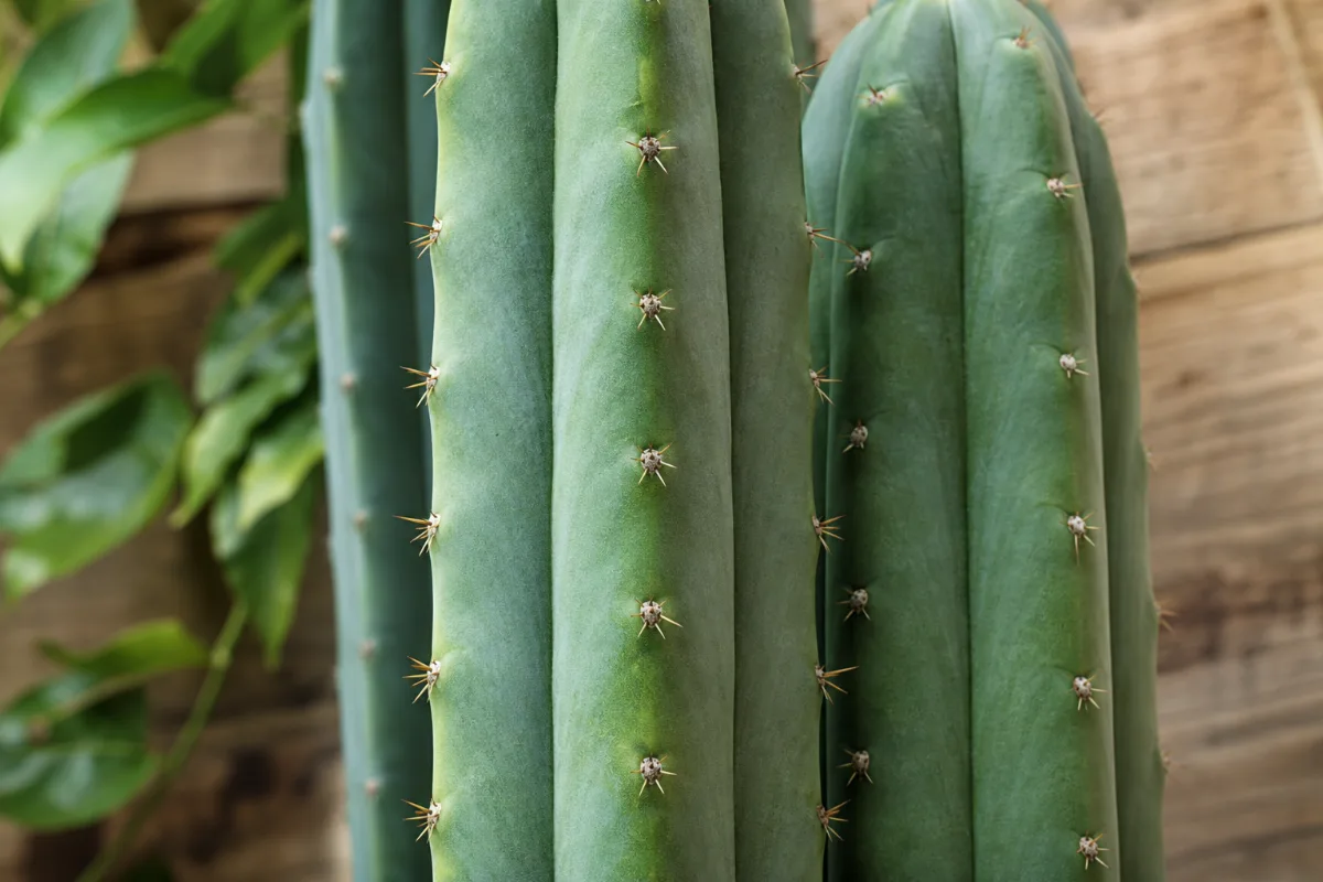 San Pedro cactus (Echinopsis pachanoi), a tall columnar cactus