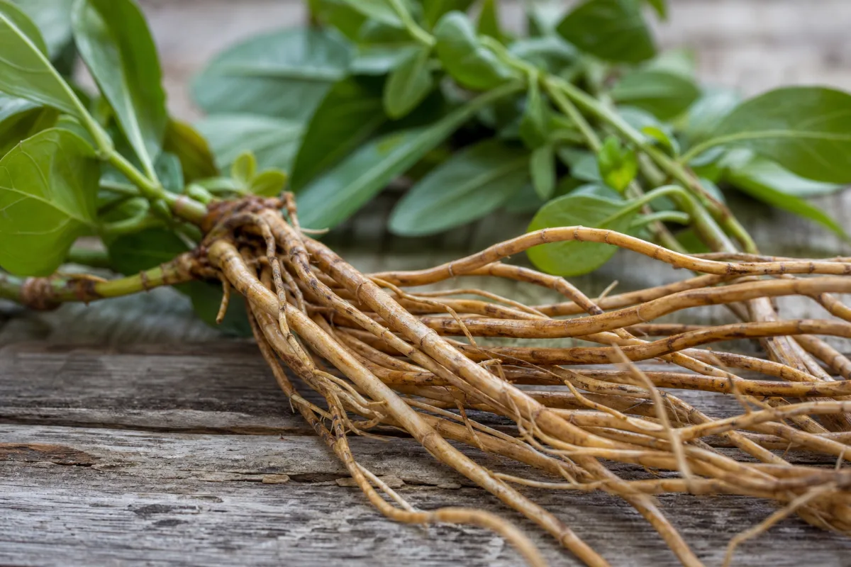 Close-up of sariva (indian sarsaparilla)