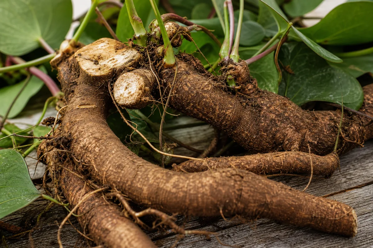 Close-up of sarsaparilla