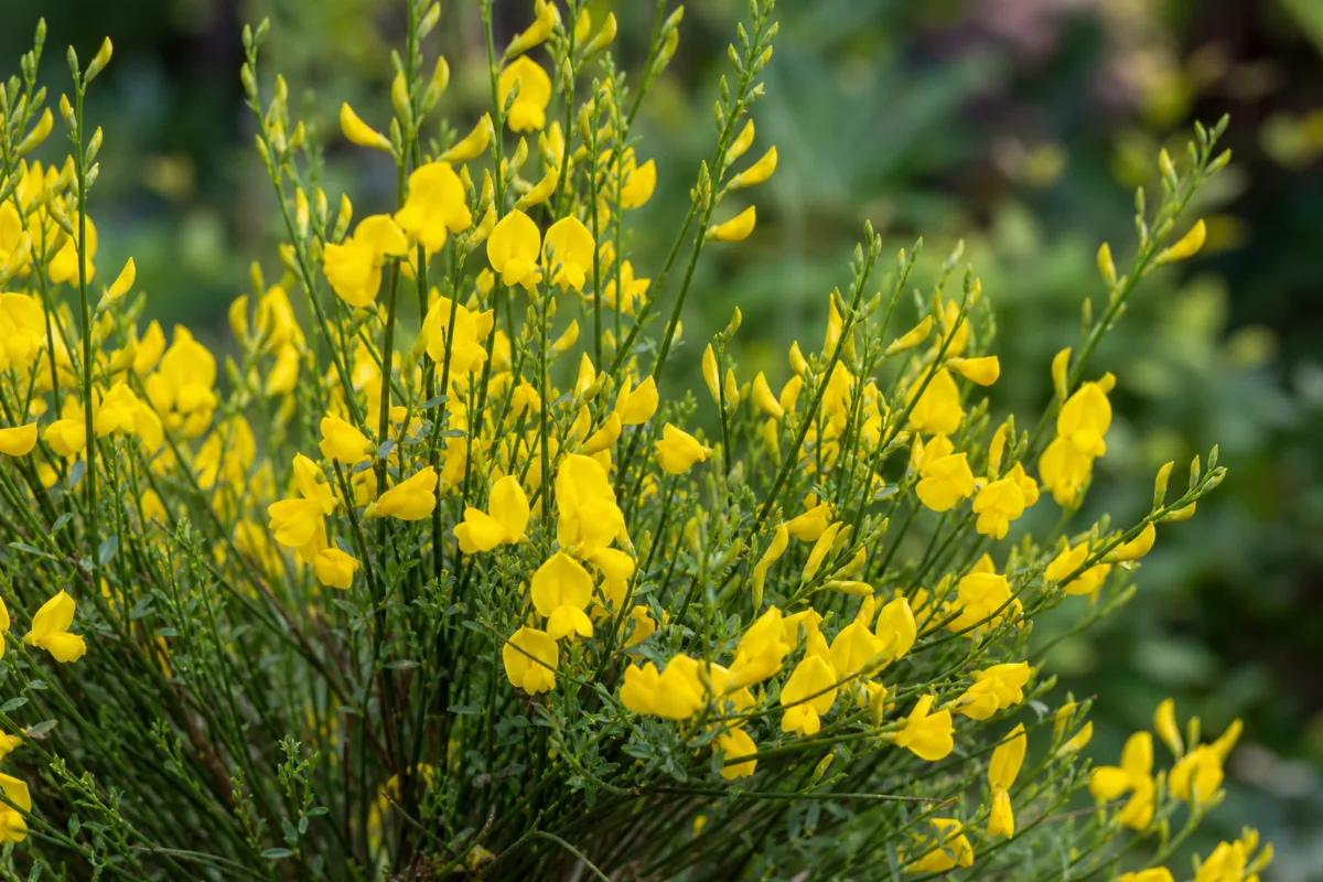 Close-up of scotch broom