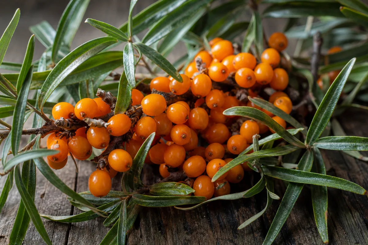 Close-up of sea buckthorn (hippophae rhamnoides): uses, evidence and safety