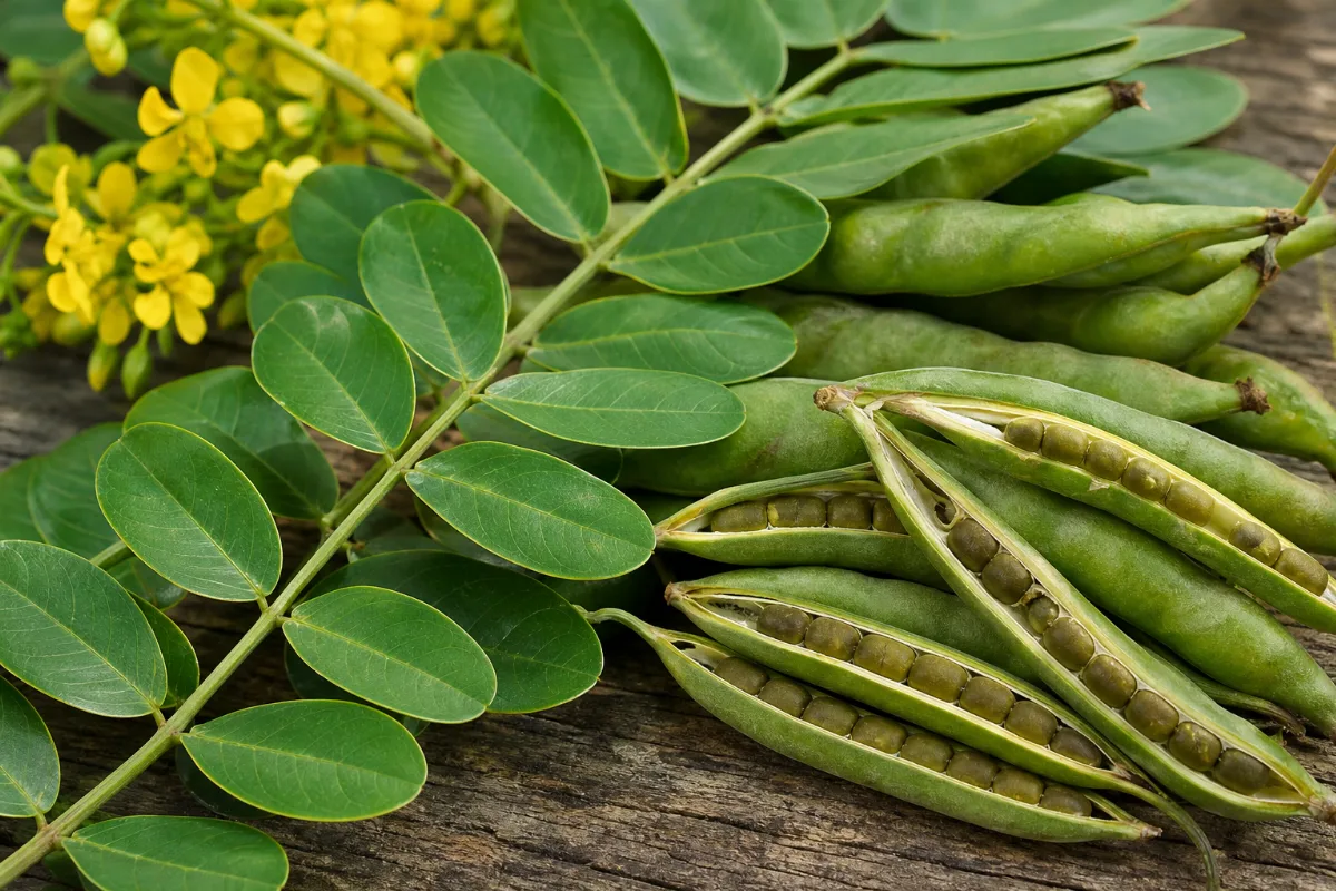 Close-up of senna (senna alexandrina): uses, evidence and safety
