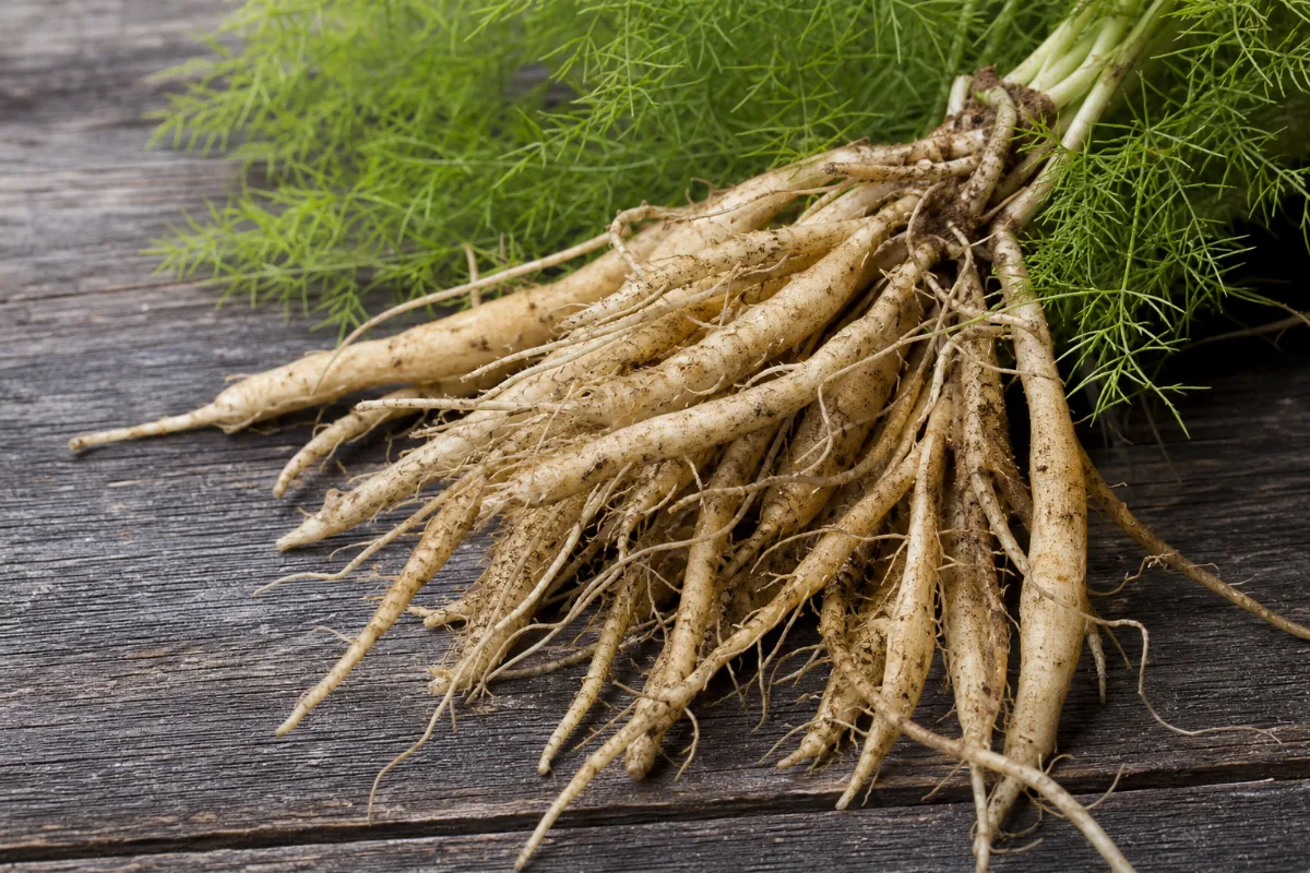 Shatavari (Asparagus racemosus) root