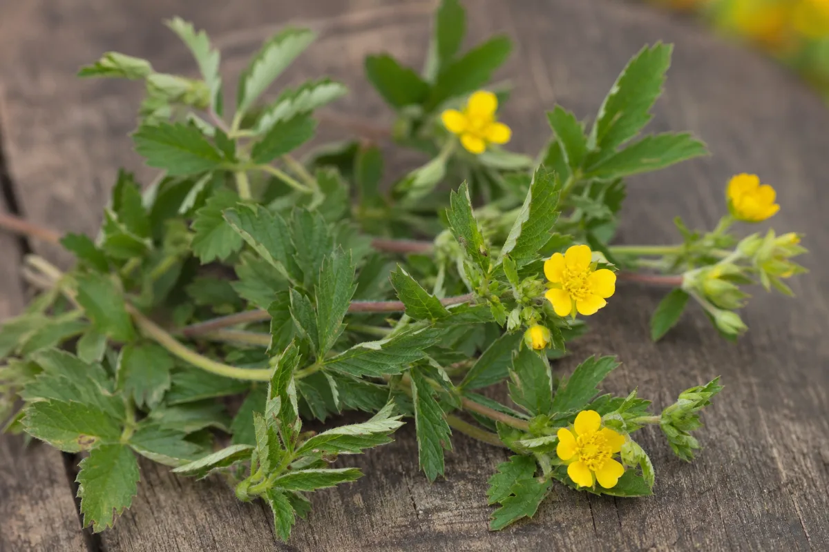 Close-up of silverweed