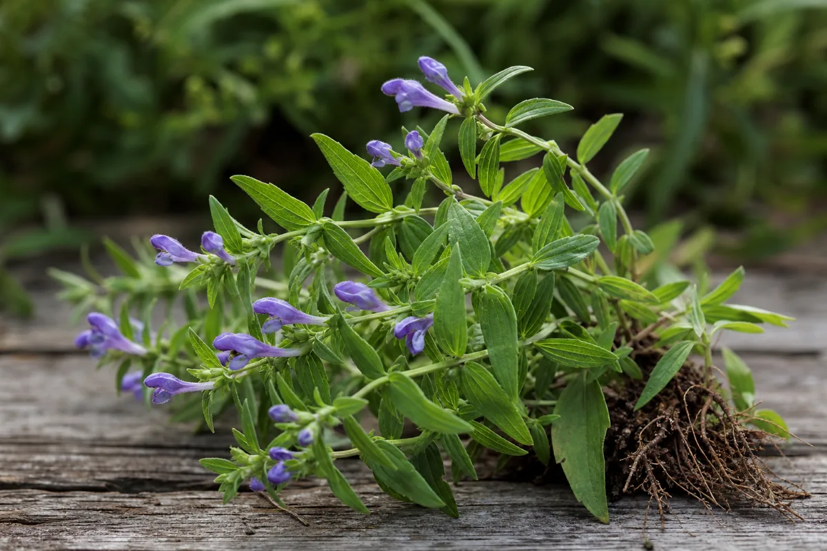 Close-up of skullcap