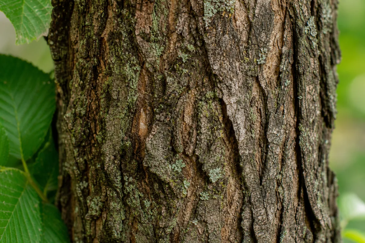 Close-up of slippery elm (ulmus rubra): uses, evidence and safety