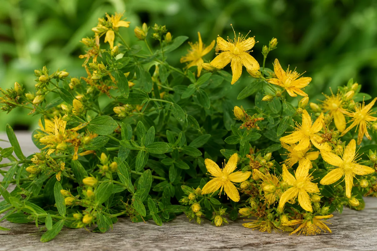 Close-up of st. john's wort