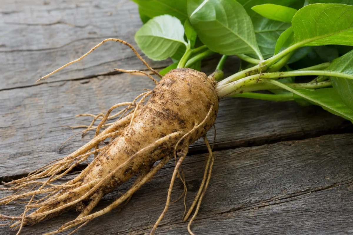 Close-up of suma (brazilian ginseng)