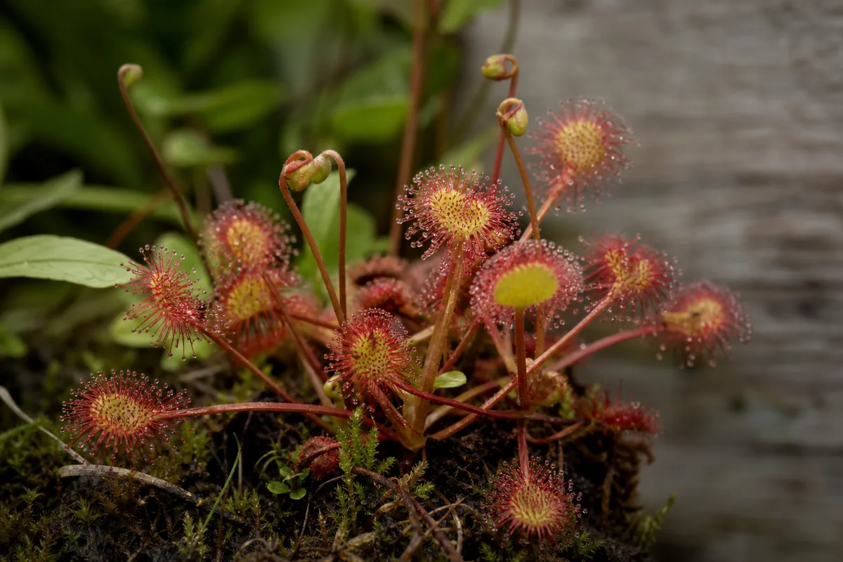 Close-up of sundew