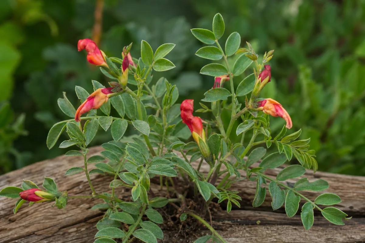 Close-up of sutherlandia (cancer bush)